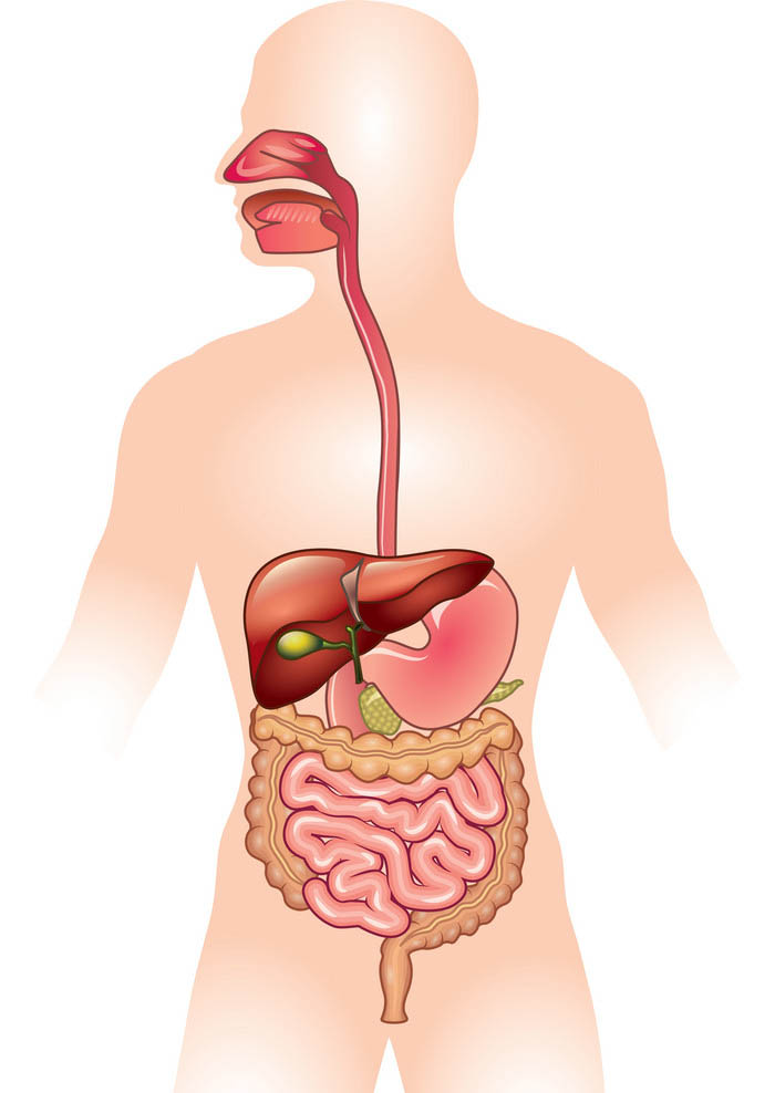 Prebiotics and digestive system